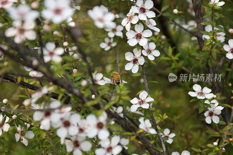 麦卢卡蜜蜂(Leptospermum scoparium)